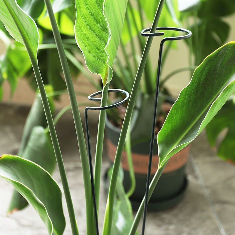 1/10pcs Tuin Ondersteuning Sta - Plant Support Stake recensie en prijs