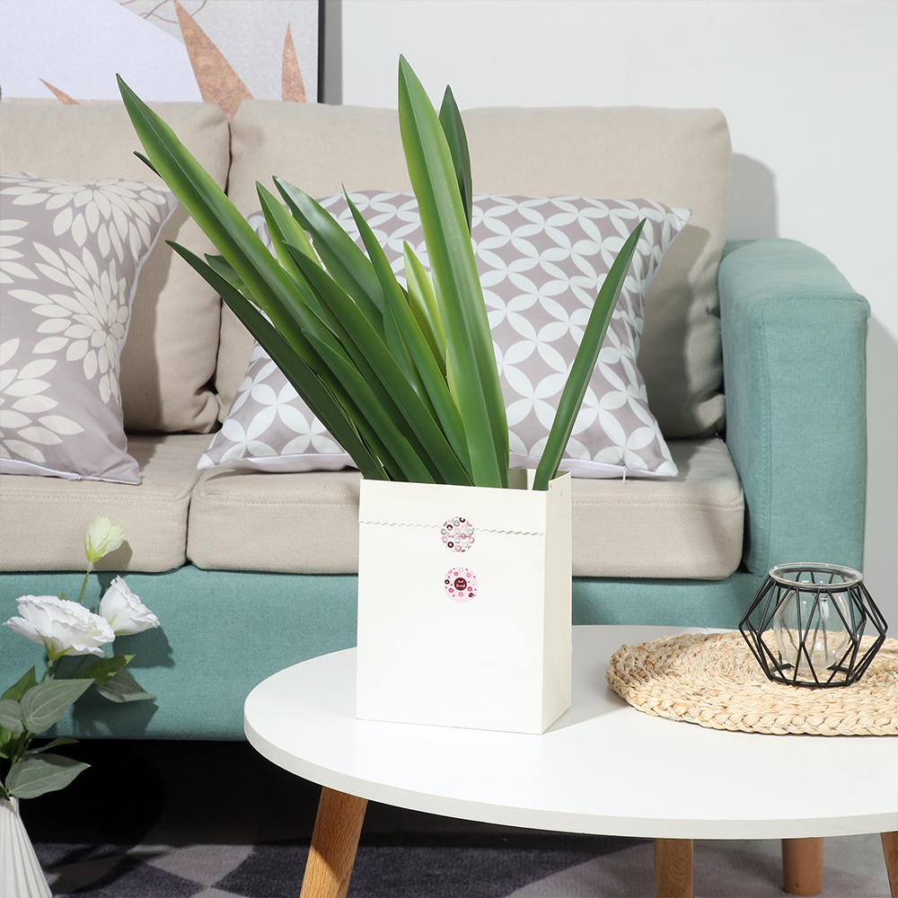 Feestartikelen Hoogwaardige Ku - Snake Plant recensie en prijs