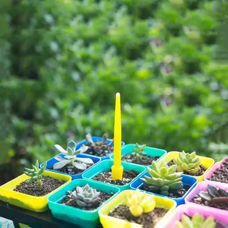 1/10 Stuks Zaaien Vetplanten T - Succulent Set recensie en prijs