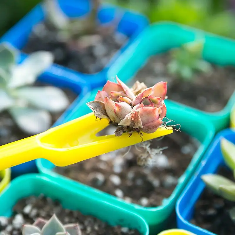 1/10 Stuks Zaaien Vetplanten T - Succulent Set recensie en prijs