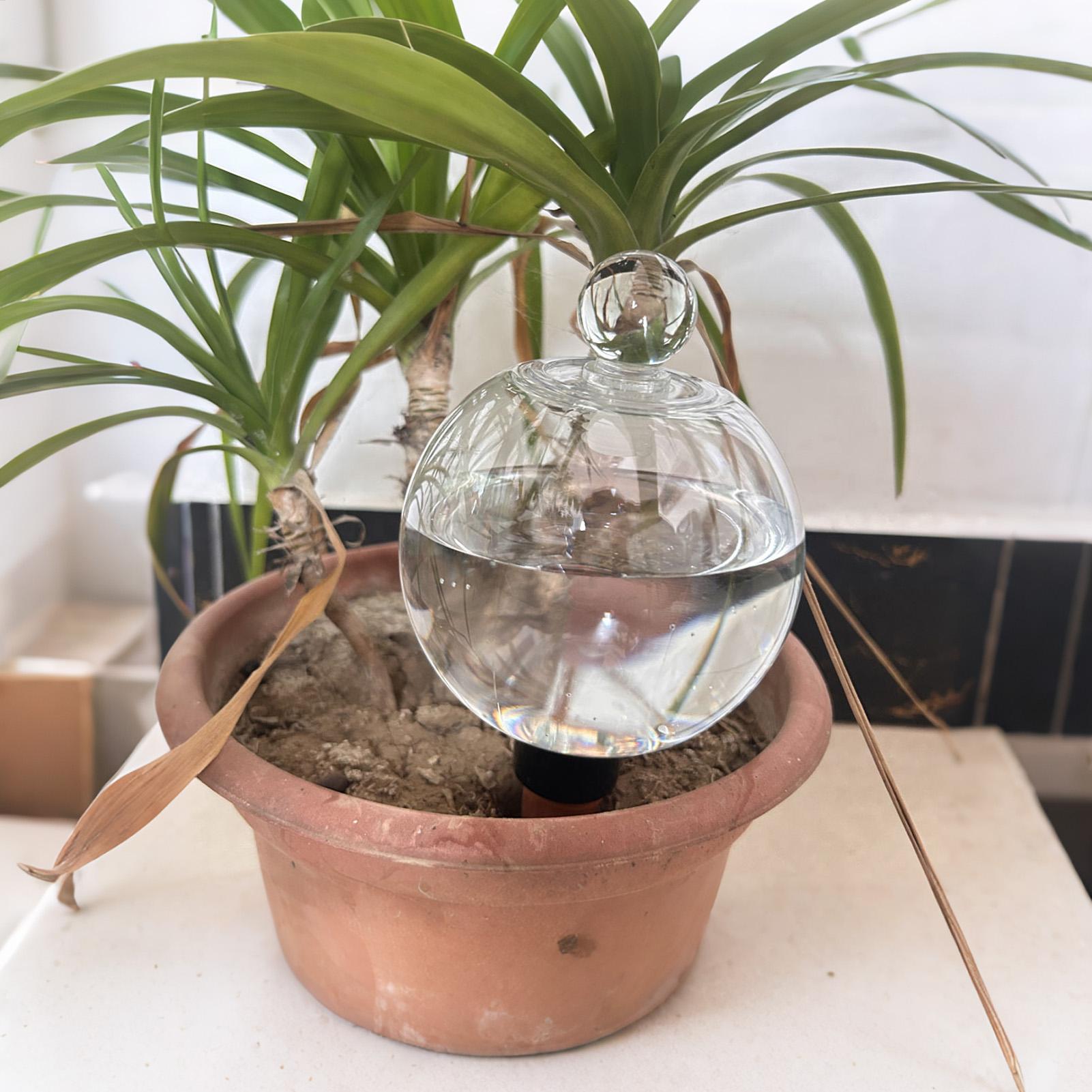 Plantenbewateringsbollen 4 stu - Succulent Set recensie en prijs