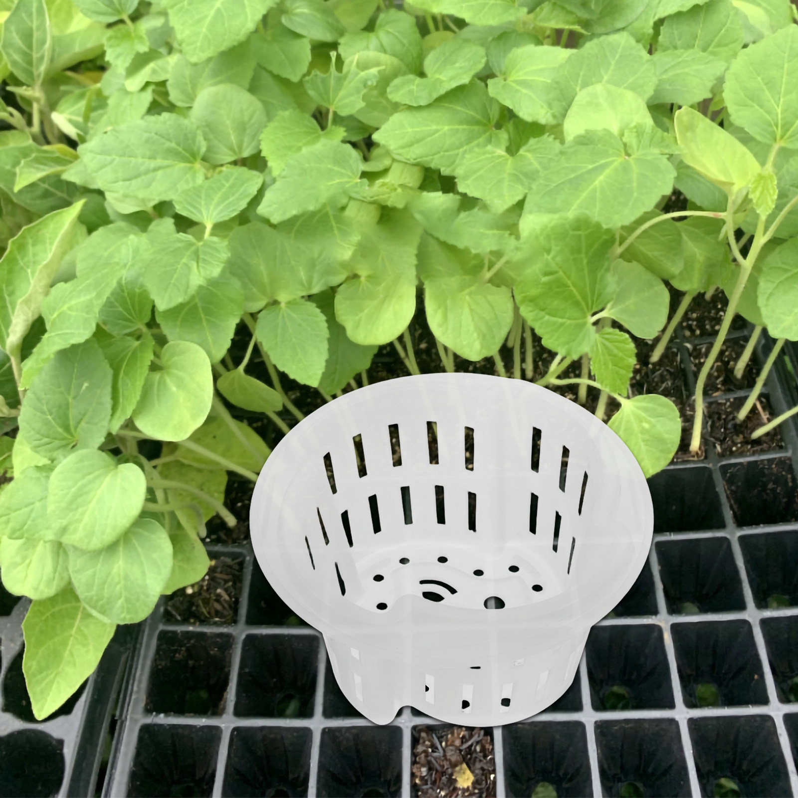 4 stuks, verdikte, ademende pl - Indoor Plants recensie en prijs