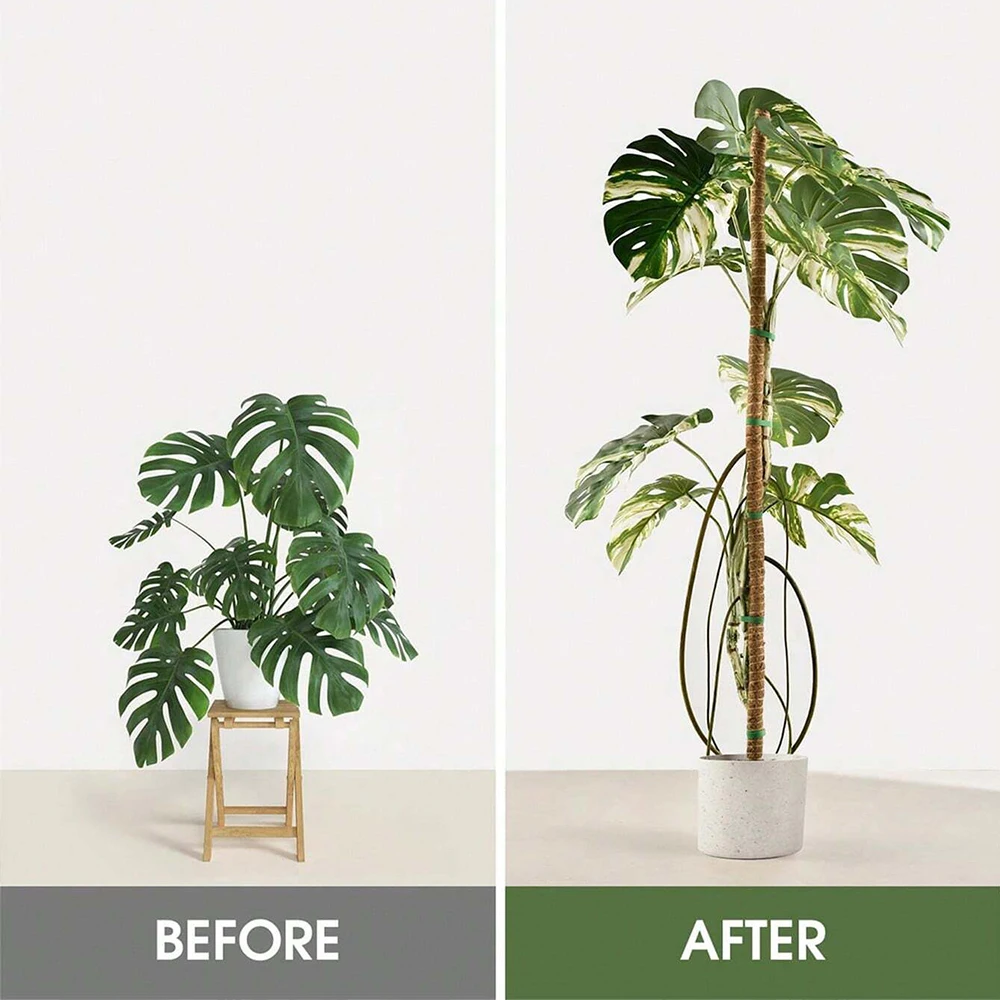 Monstera Plant Mospaal Onderst - Plant Support Stake recensie en prijs
