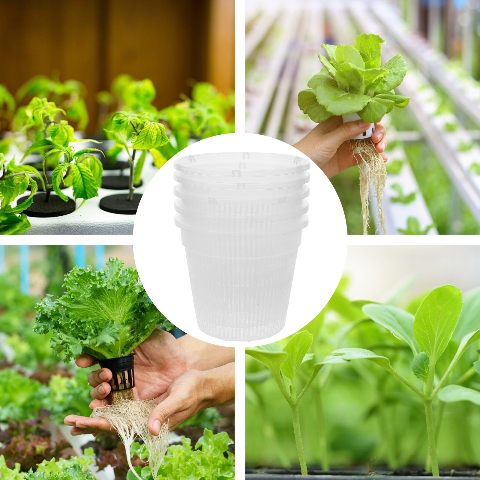 5 stuks hydroponische plantenb - Indoor Plants recensie en prijs