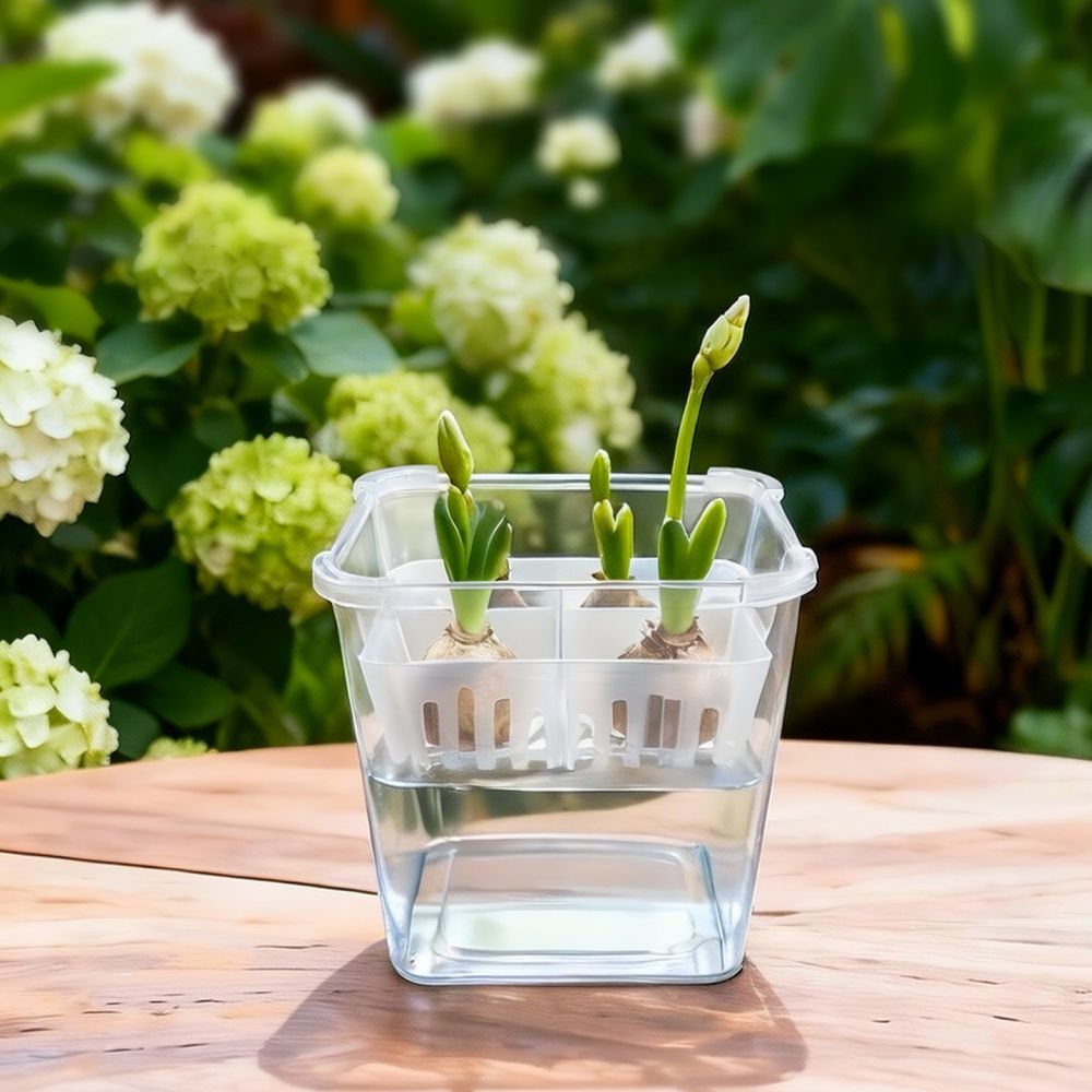 Hydroponische vaas voor tulpen - Indoor Plants recensie en prijs
