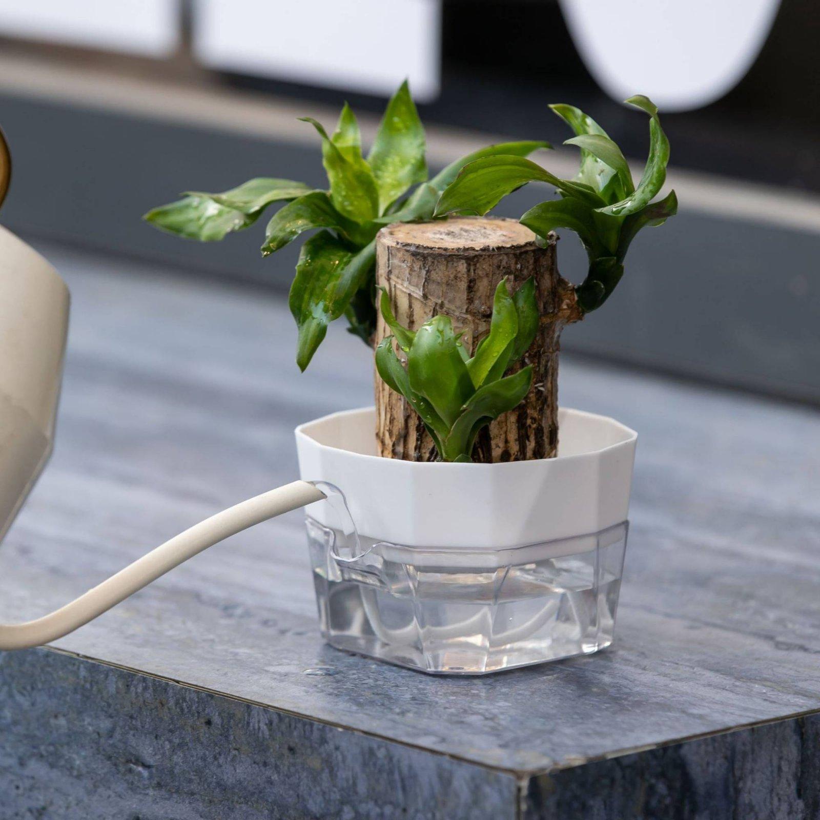 Hydroponische vaas met twee la - Indoor Plants recensie en prijs