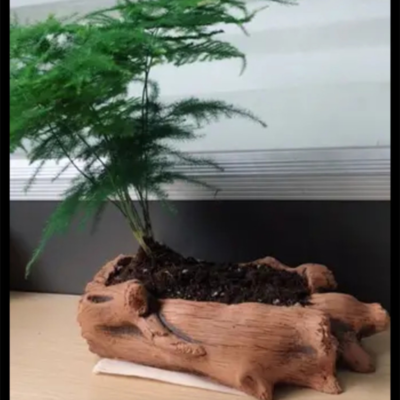 Imitatie Houten Stakes Boomwor - Succulent Set recensie en prijs