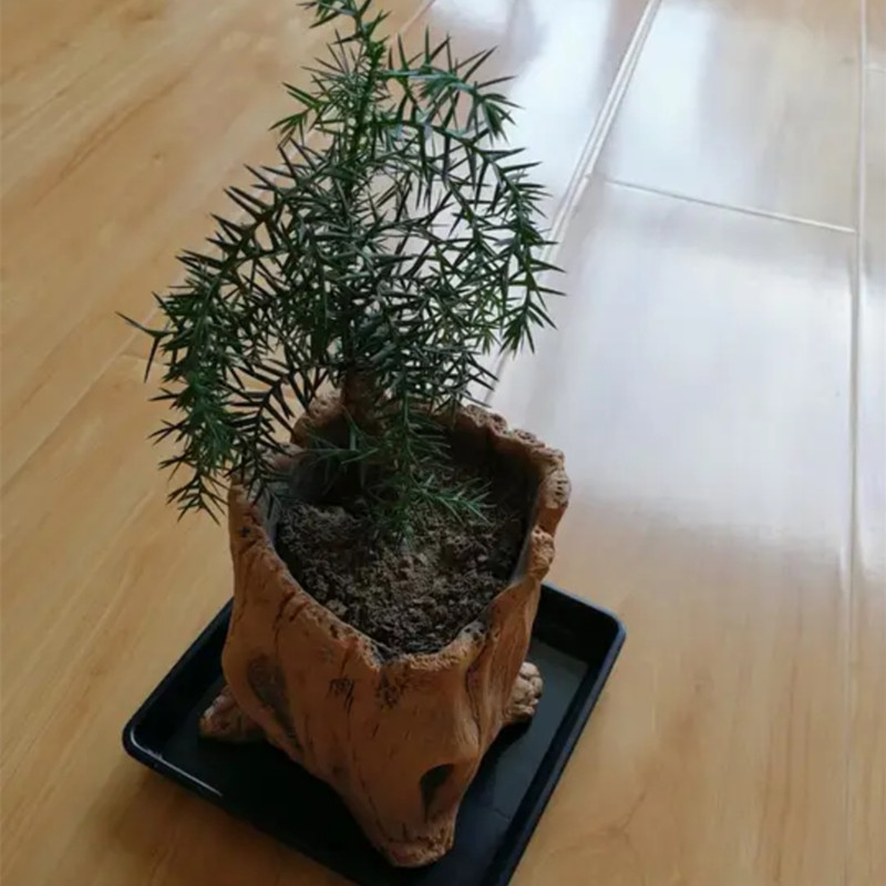 Imitatie Houten Stakes Boomwor - Succulent Set recensie en prijs