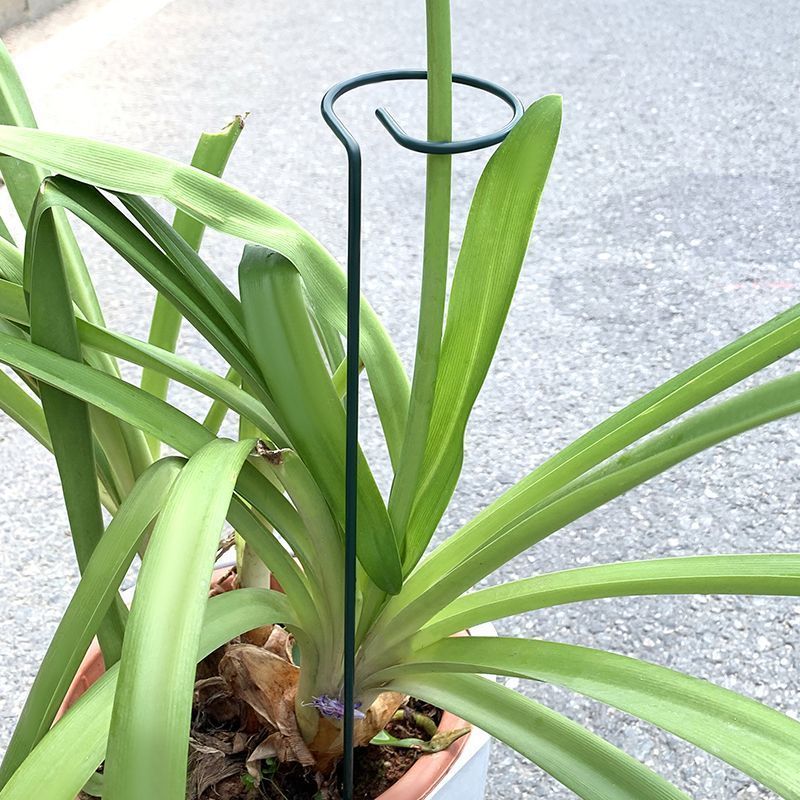 1-10 Stuks Metalen Enkele Stam - Plant Support Stake recensie en prijs
