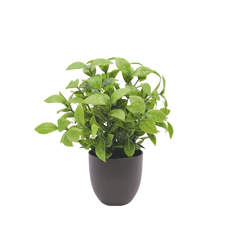 Simulatie Groene Plant Bonsai  - Succulent Set recensie en prijs